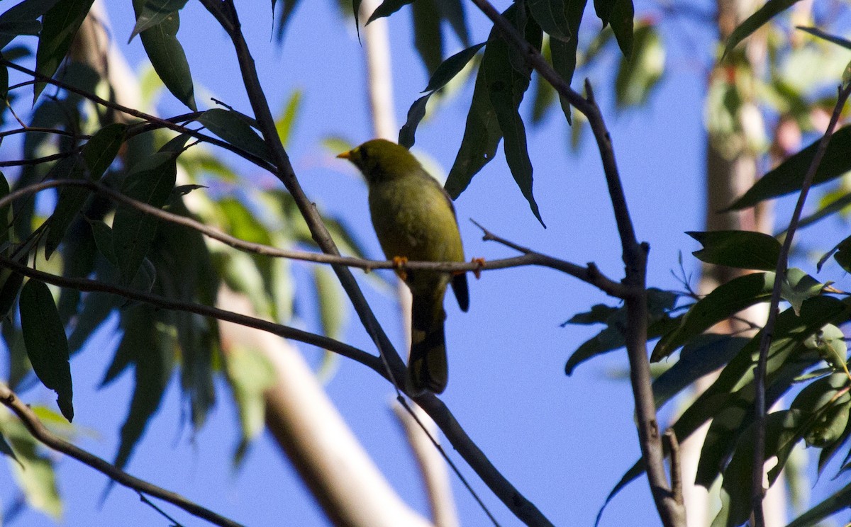 Bell Miner - Calvin Walters