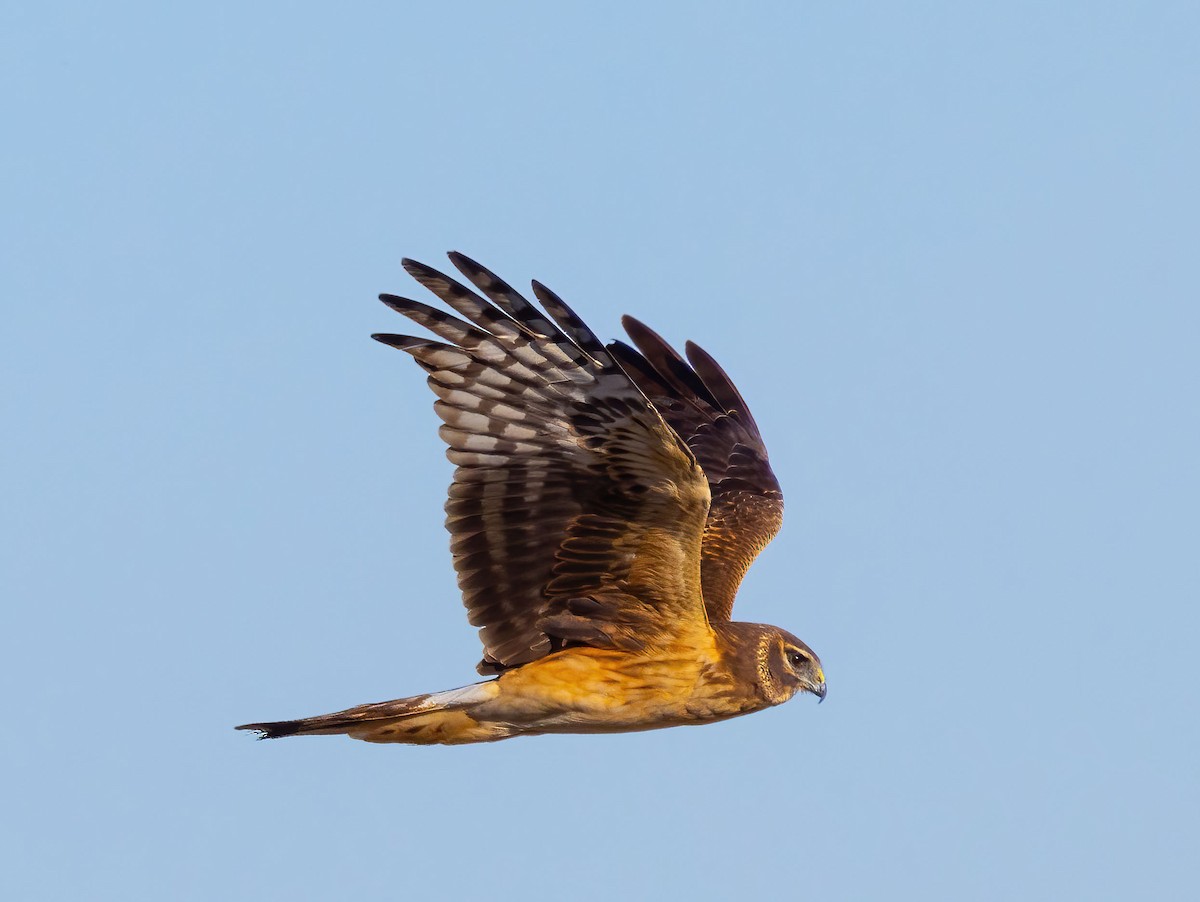 Northern Harrier - Roger Uzun