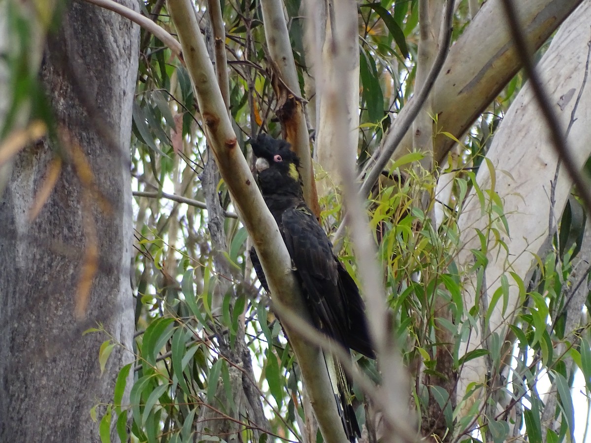 Cacatúa Fúnebre Coliamarilla - ML423964161