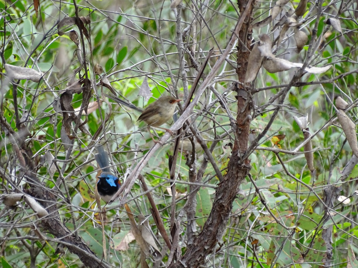 Variegated Fairywren - ML423964591