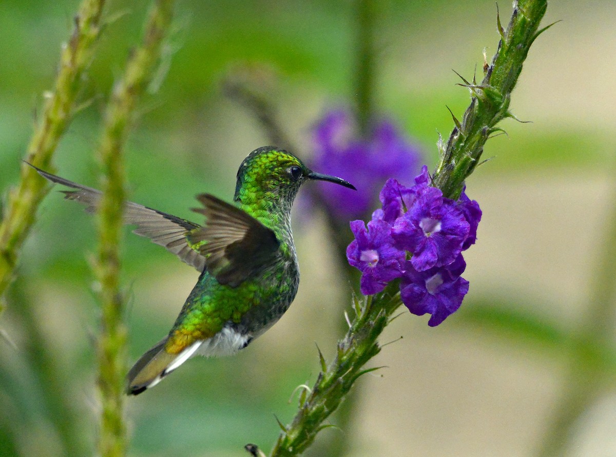 Coppery-headed Emerald - leonard blass