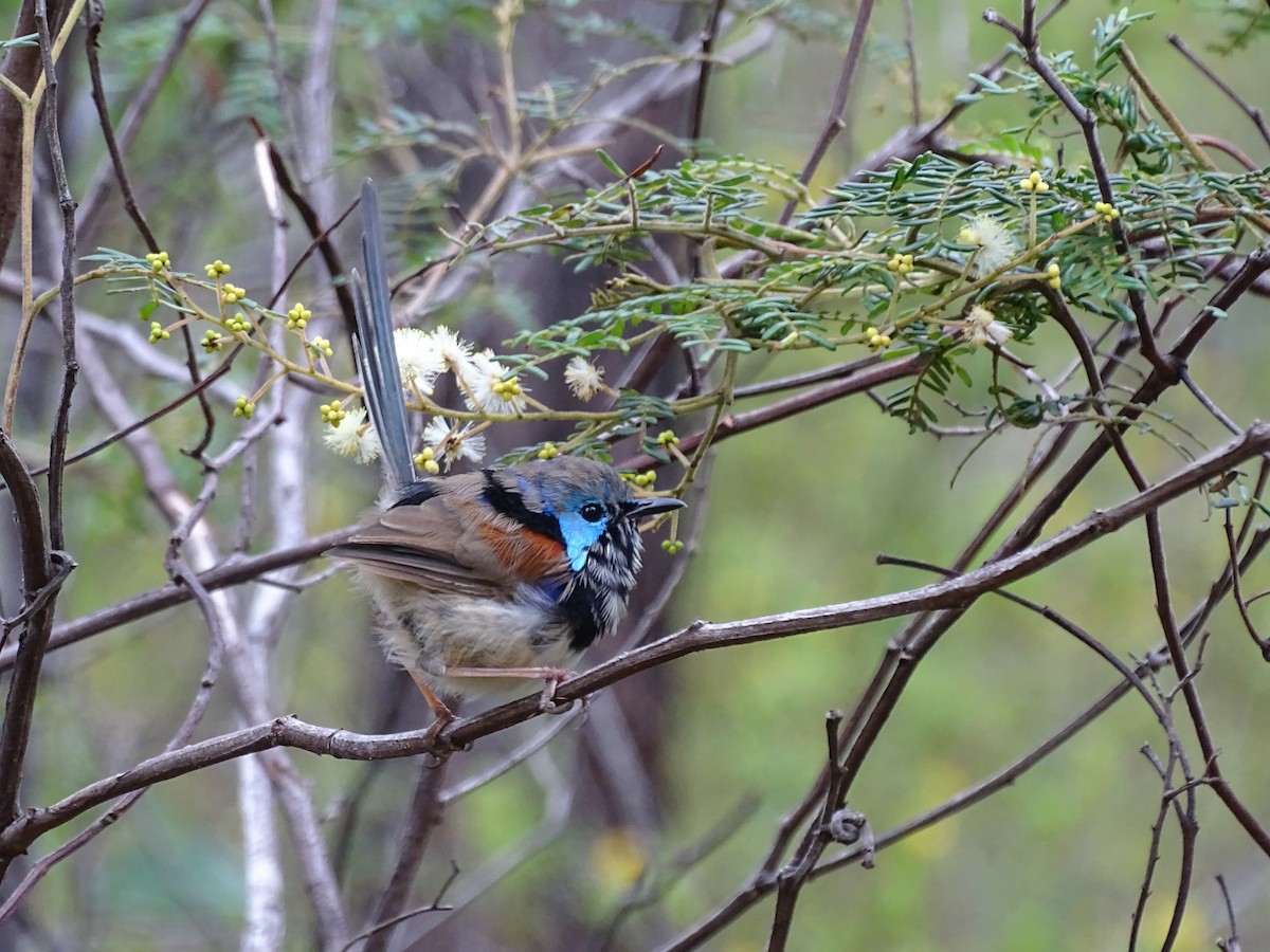 Variegated Fairywren - ML423967691