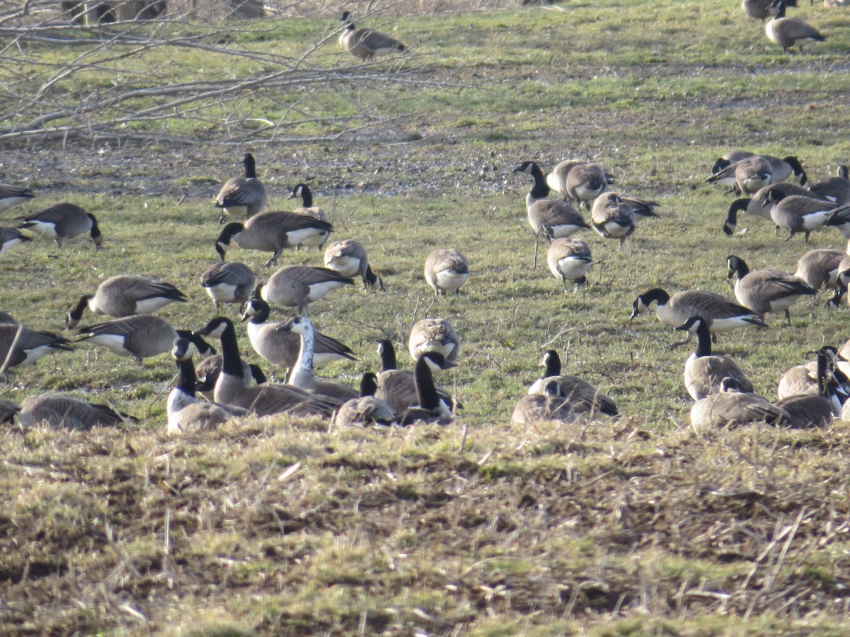 Snow x Canada Goose (hybrid) - ML423970111