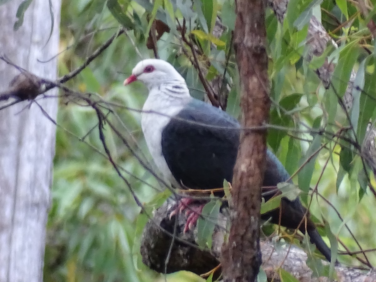 White-headed Pigeon - G. Thomas Doerig