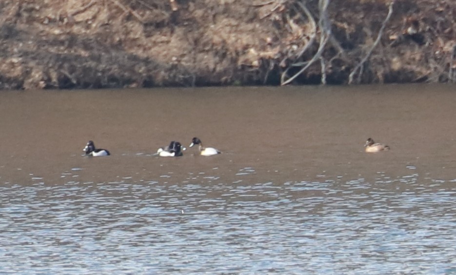 Lesser Scaup - Debra Rittelmann