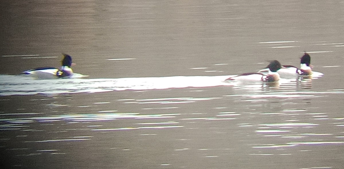 Red-breasted Merganser - ML423971761