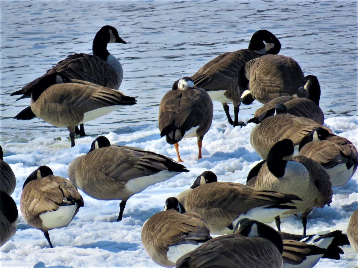 Greater White-fronted x Canada Goose (hybrid) - ML423973381