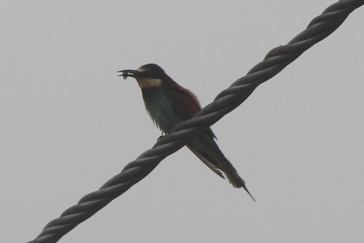 European Bee-eater - Paul Chapman