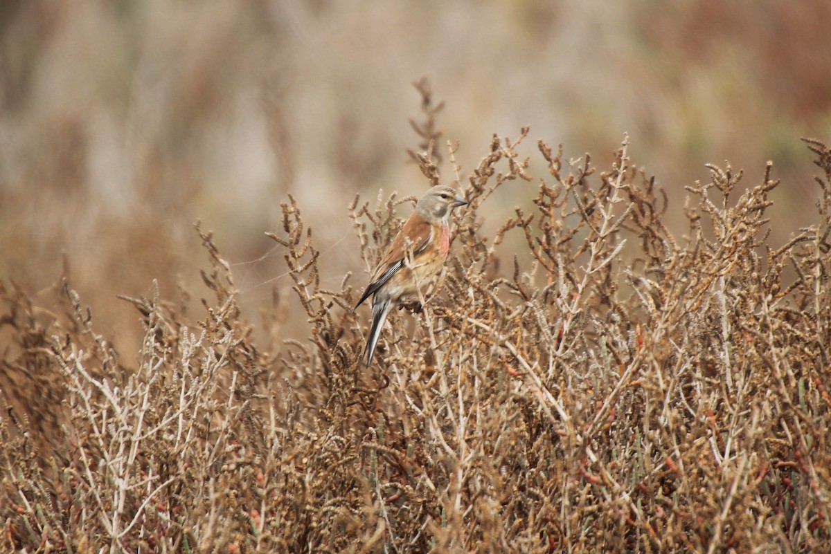 Eurasian Linnet - ML42397391