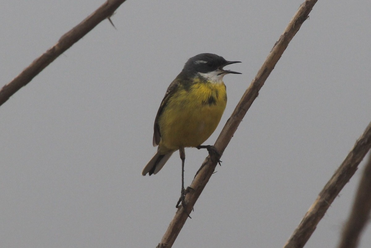 Western Yellow Wagtail - Paul Chapman