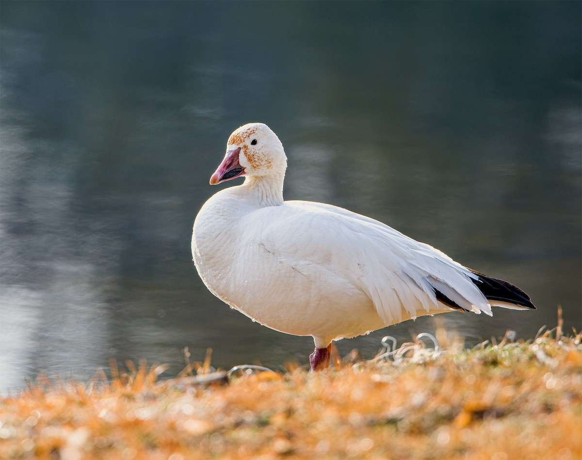 Цасны галуу - ML423975651