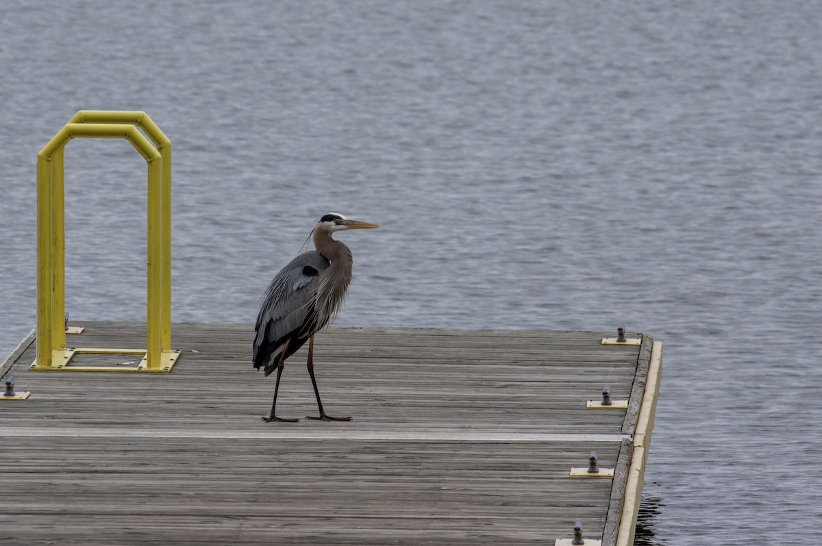 Great Blue Heron - ML423976831