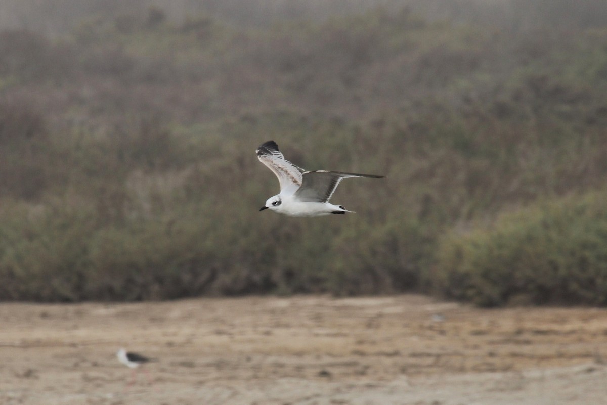 Gaviota Cabecinegra - ML42397711