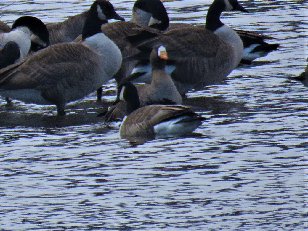 Greater White-fronted Goose - ML423977171