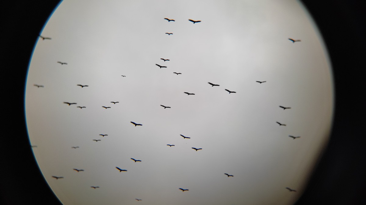 Turkey Vulture - ML423978151