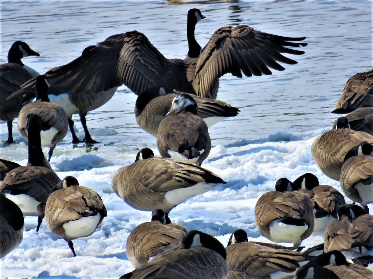 Greater White-fronted x Canada Goose (hybrid) - ML423978561