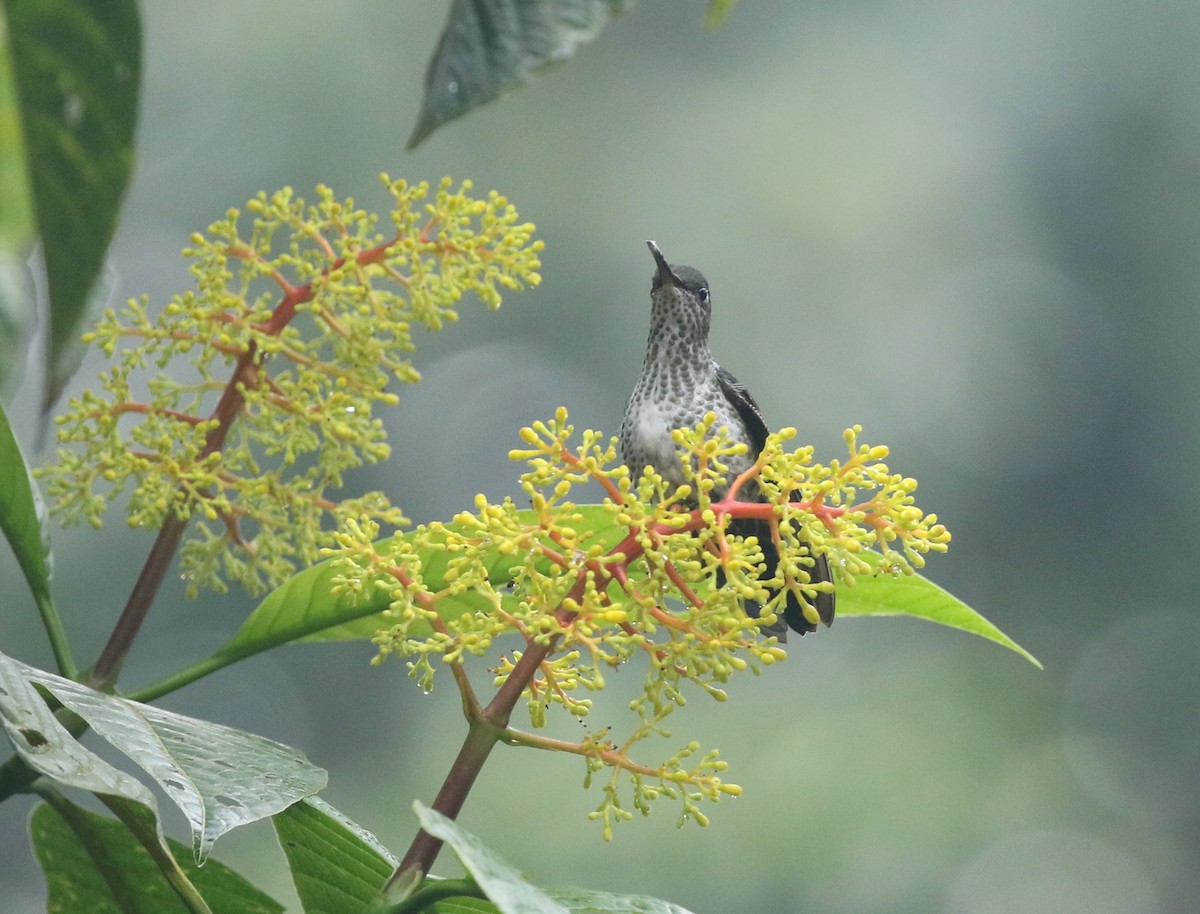 Many-spotted Hummingbird - Andrew Vallely