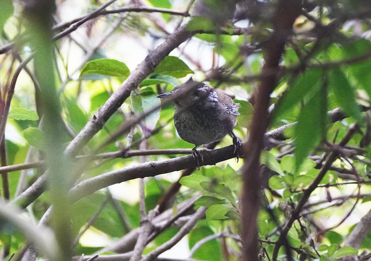 Timberline Wren - Javier Train Garcia