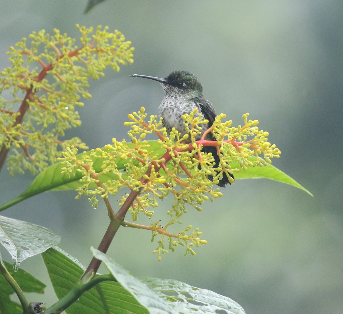 Many-spotted Hummingbird - Andrew Vallely