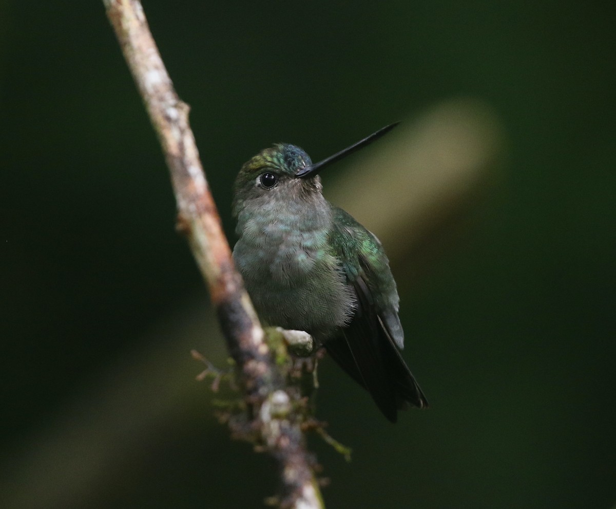 Green-fronted Lancebill - ML423980511