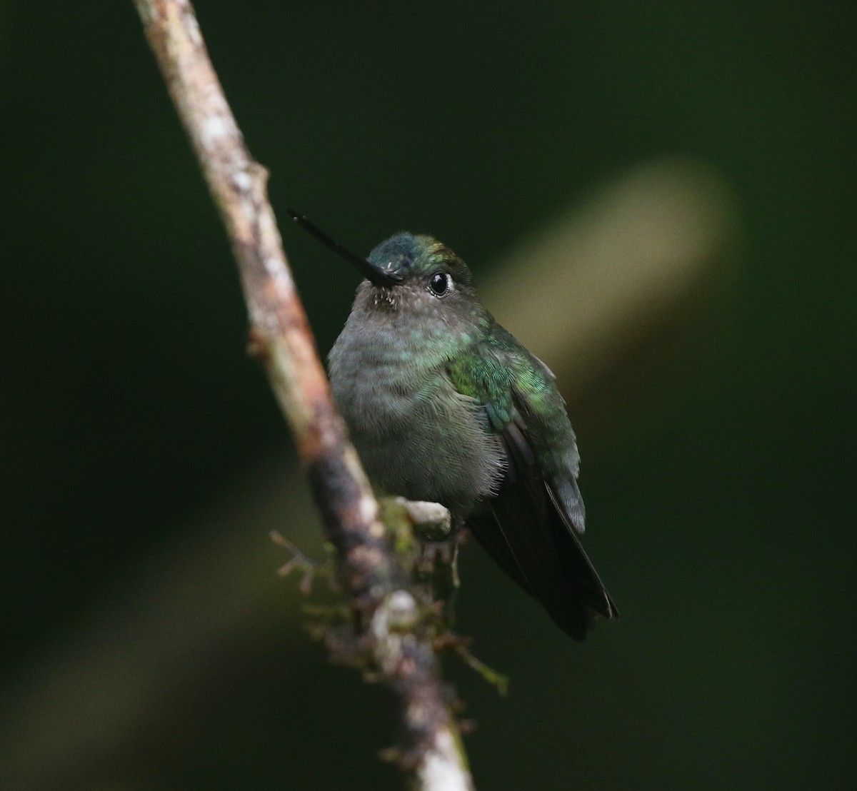 Green-fronted Lancebill - ML423980581