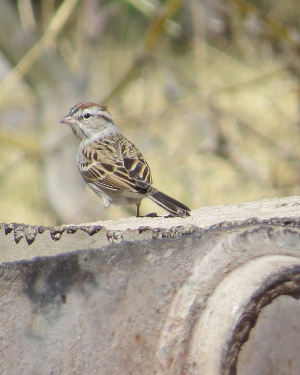 Chipping Sparrow - ML423981641