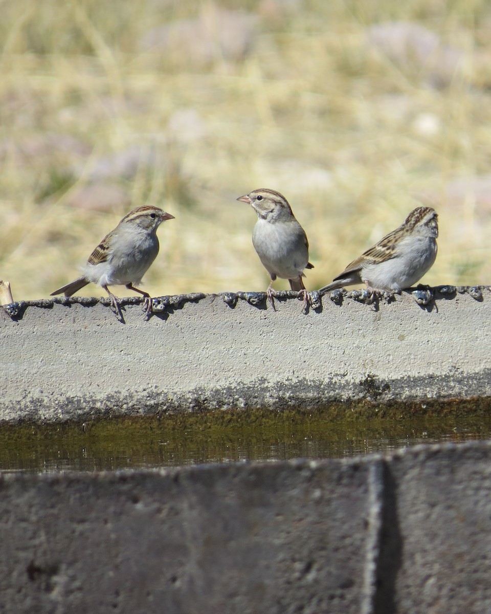 Chipping Sparrow - ML423982321