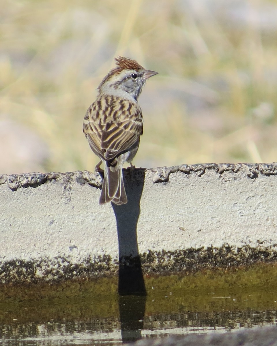Chipping Sparrow - ML423982451