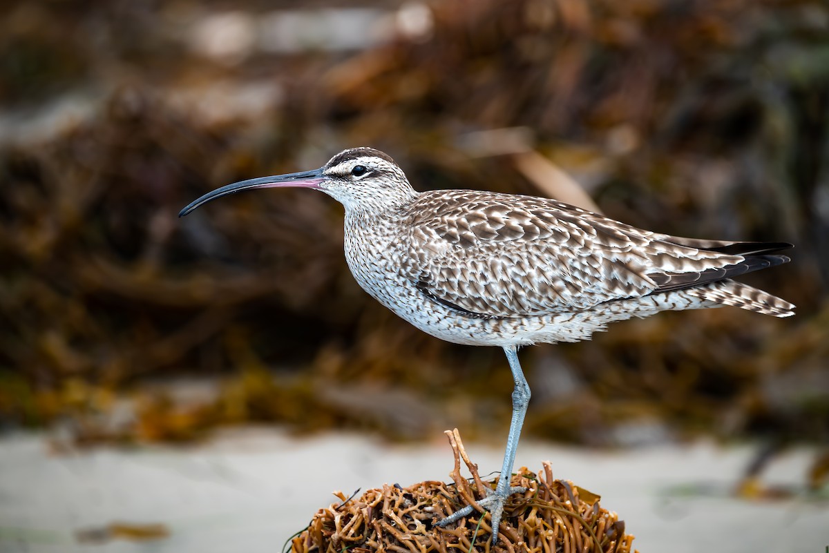 Whimbrel - ML423983721