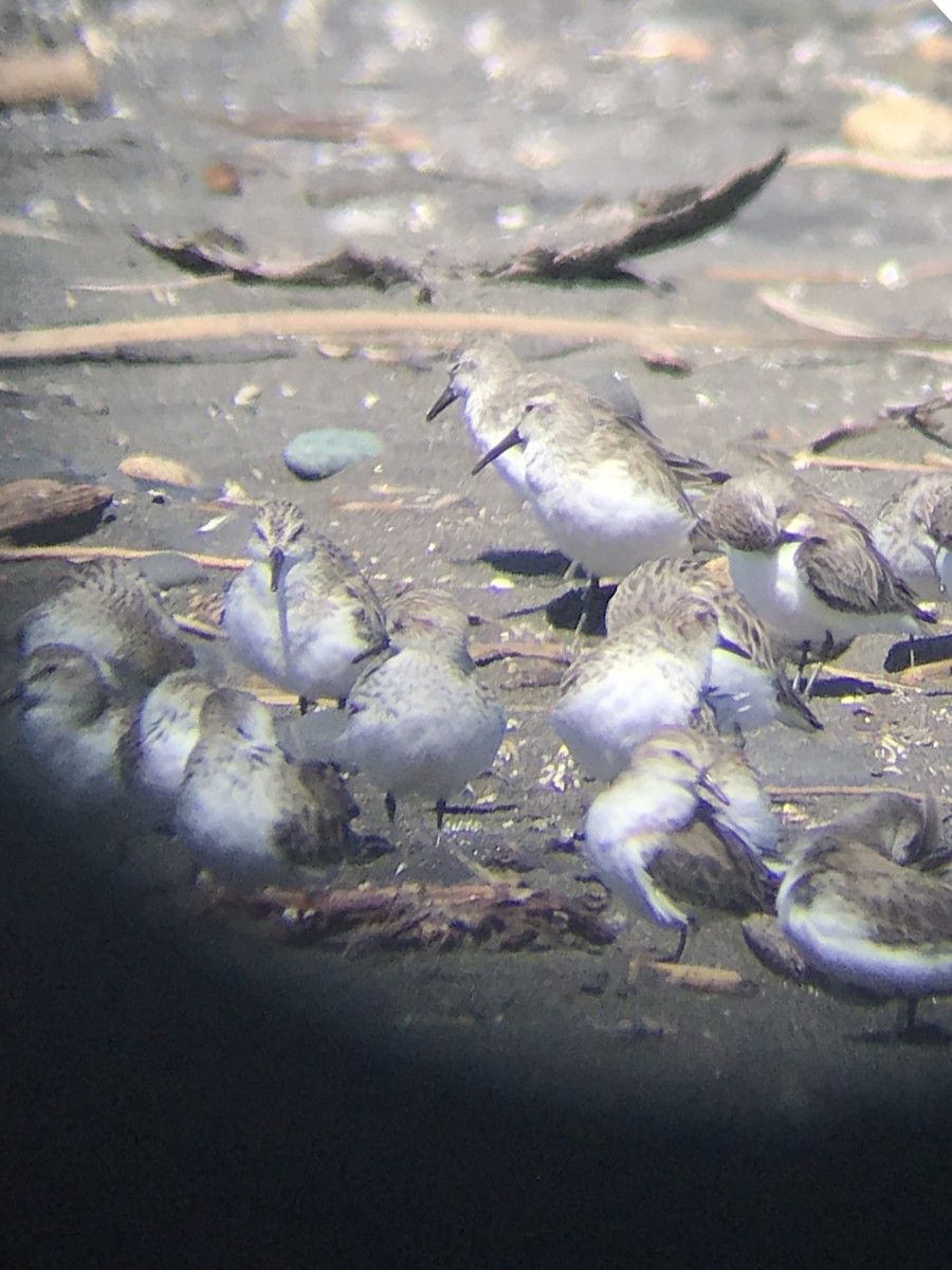 Western Sandpiper - ML423985671