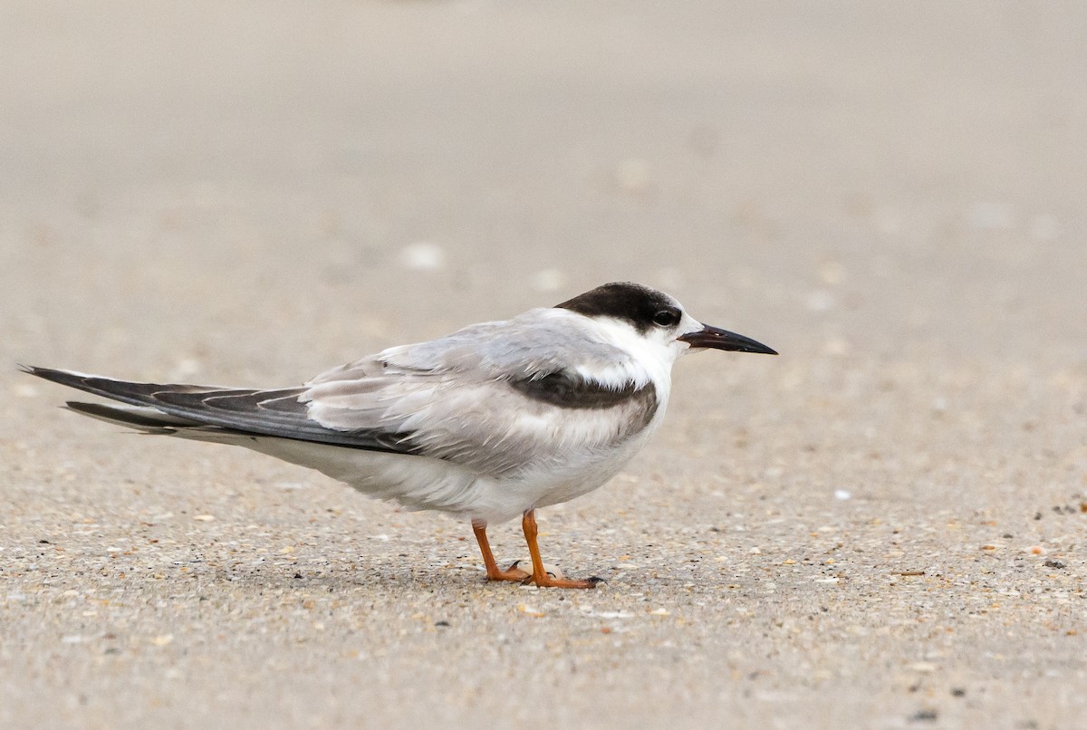 Common Tern - ML42398581