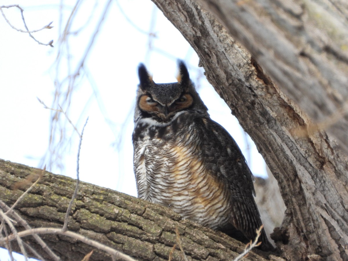 výr virginský - ML423986131