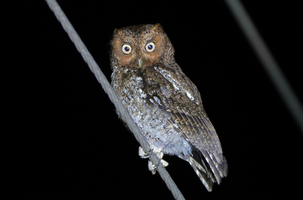 Bare-shanked Screech-Owl - ML423986261