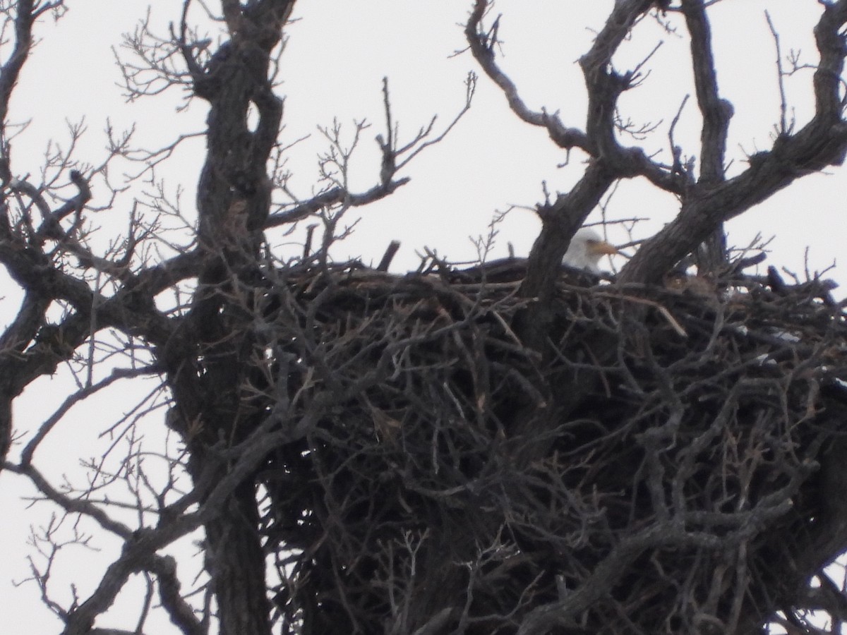 orel bělohlavý - ML423987161