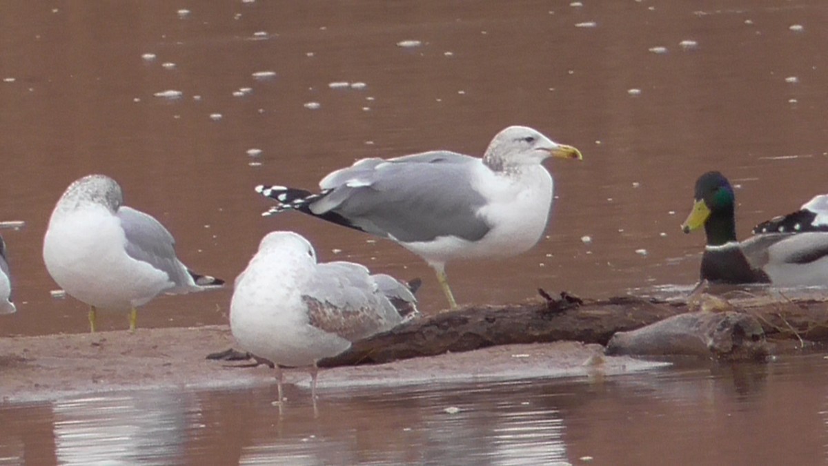 California Gull - Bernard Morris