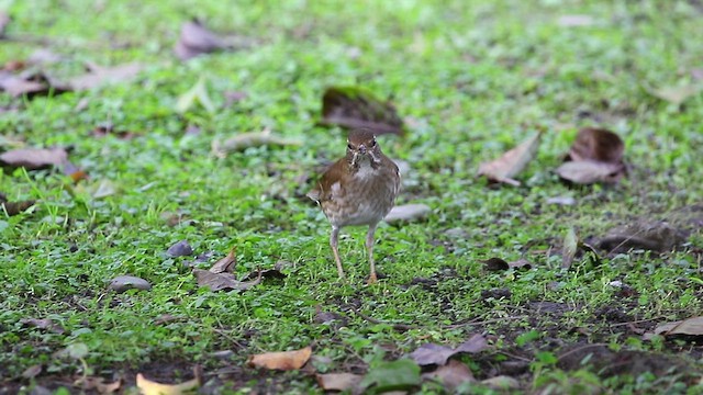 シロハラ - ML423989651