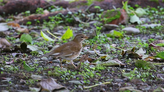 シロハラ - ML423990481