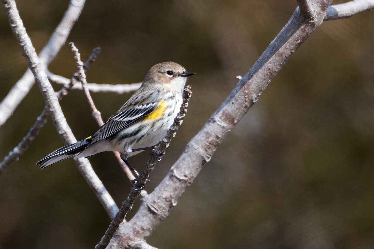 Yellow-rumped Warbler (Myrtle) - ML423990571