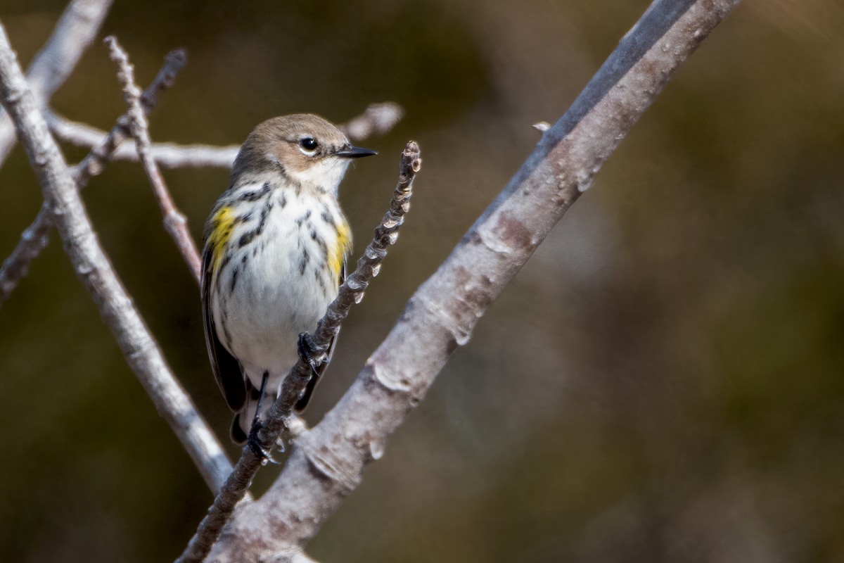 Yellow-rumped Warbler (Myrtle) - ML423990601