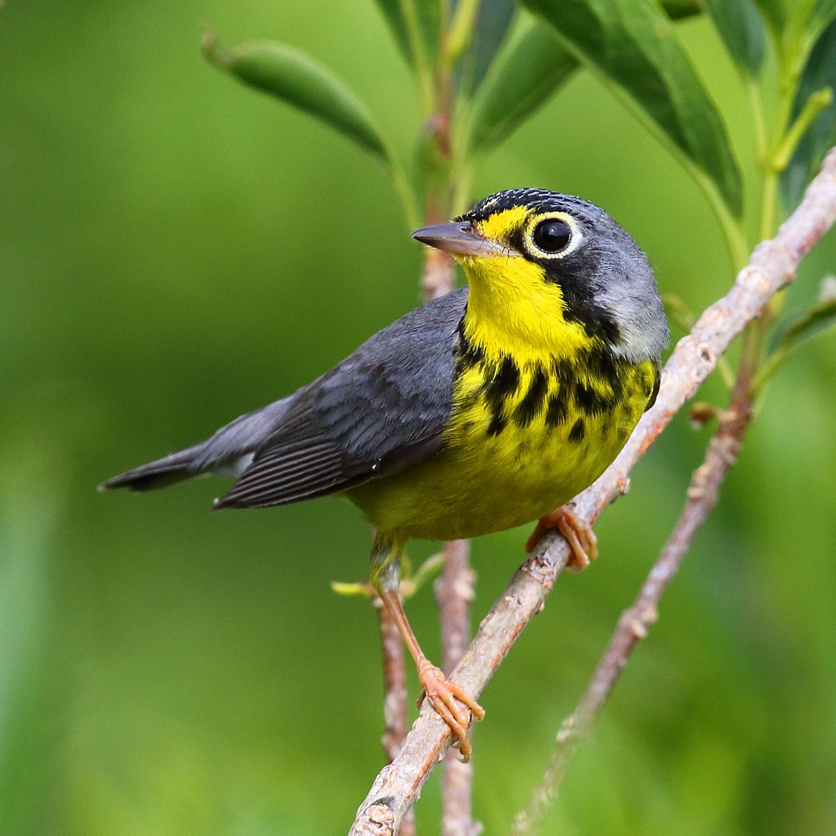 Canada Warbler - ML42399061