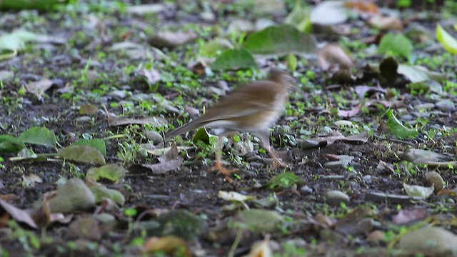 シロハラ - ML423990631