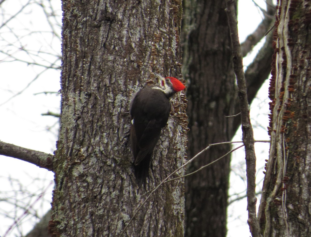 Pileated Woodpecker - carolyn mcallaster