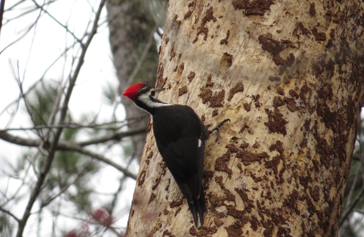 Pileated Woodpecker - carolyn mcallaster
