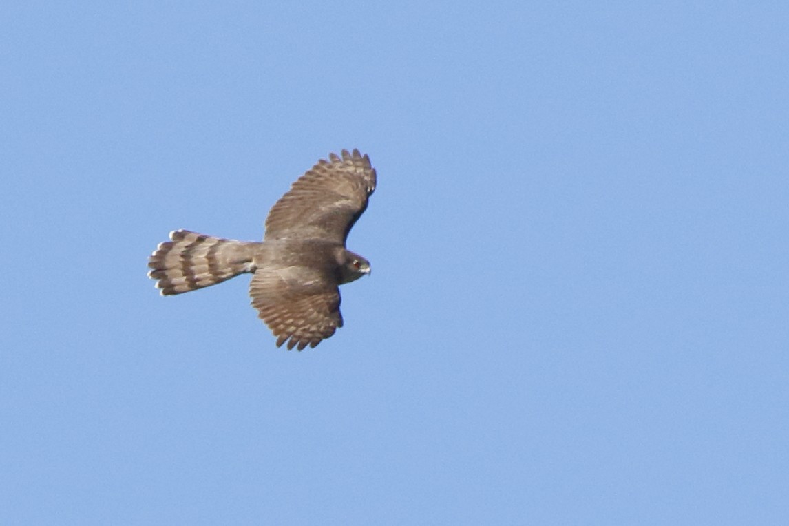 Sharp-shinned Hawk - ML423992411