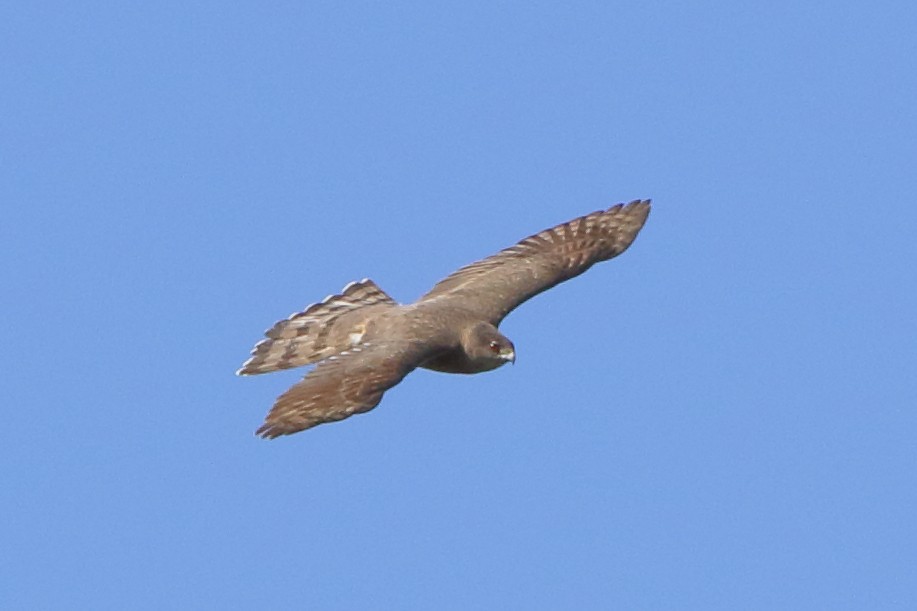 Sharp-shinned Hawk - Breck Breckenridge