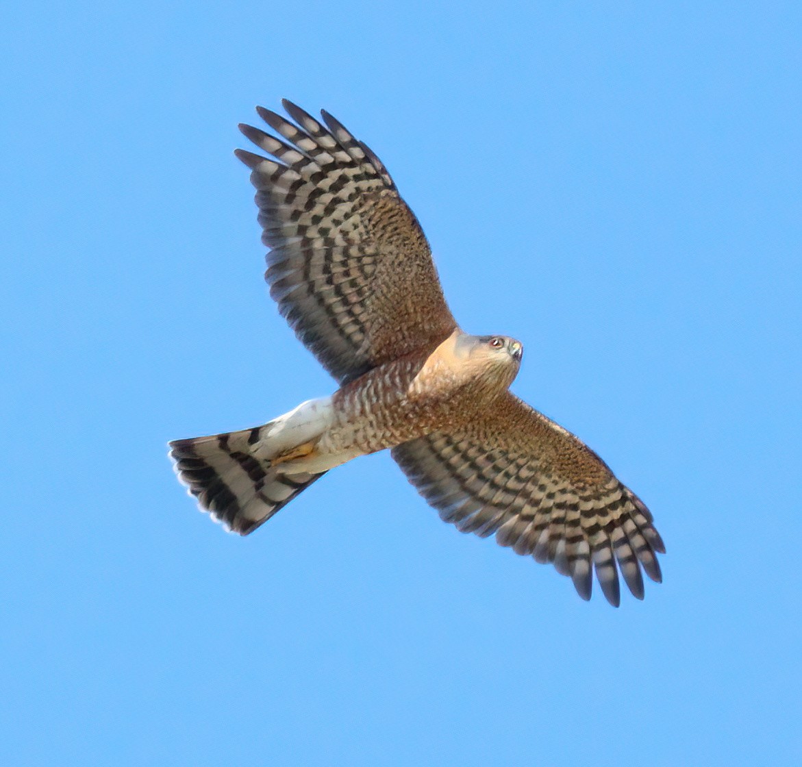 Sharp-shinned Hawk - ML423993301