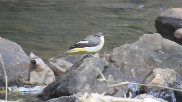 Gray Wagtail - ML423995721