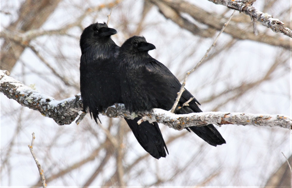 Common Raven - Ryan Brady