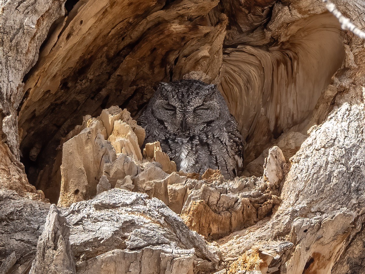 Western Screech-Owl - ML423999101