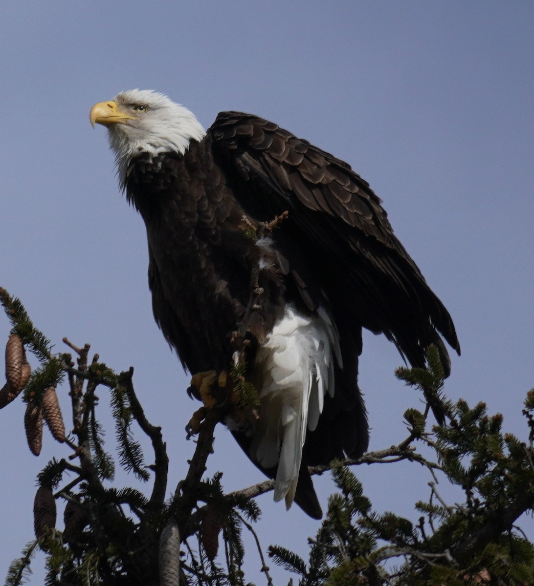 Bald Eagle - ML423999561